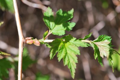 Stephanandra incisa - korunatka klaná - jarní větévka